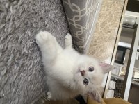 BRİTİSH SHORTHAİR KARDEŞLER