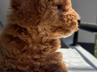 TR NİN EN UYGUN POODLE YAVRUSU