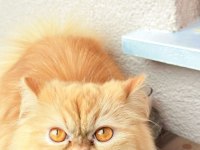 Dişi iran kedimize eş arıyorum