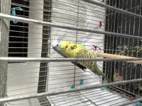 Jumbo muhabbet kuşları çift