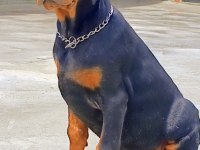3.5 Aylık A Şecereli Kaliteli Doberman Yavrular