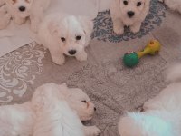 Yavru maltese terrier