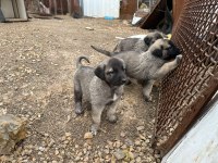 Harika safkan kangal yavrular