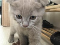 Lilac yavrularımız scottish fold