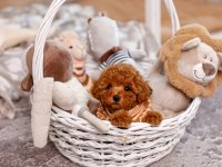 TOY POODLE YAVRULARI 