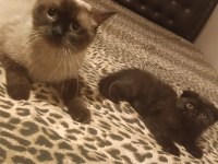 Scottish fold bebişler yeni yuvalarını arıyor