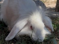Lop Tavşanı