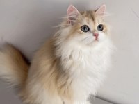 British longhair 5 aylık erkek