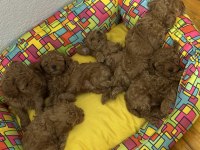 Teacup Toy Poodle