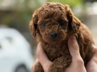 Tatlı toy poodle bebeklerim
