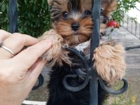 Yorkshire terrier yavrular