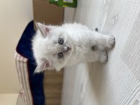 British Yavru Kedimiz