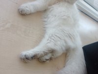 Safkan golden point british longhair pofuduk kızım