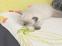 Safkan British Shorthair Paşa