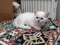 British shorthair lynx point erkek kedimiz