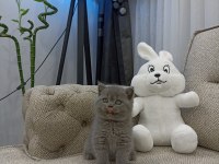Ayı Surat British Shorthair