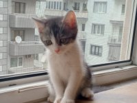 Ücretsiz dişi scottish fold kedimiz
