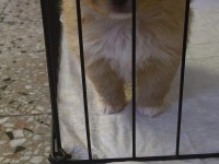 Pomeranian Dişi Mikro İmperium