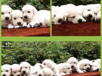 Golden Retriever Kapıda Ödeme Hizmetimiz Vardır