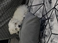 Maltese terrier köpeğimiz