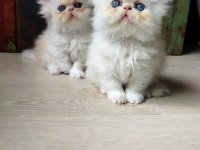 Oyuncu iran persian yavrular