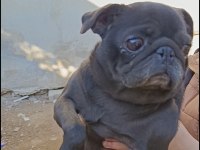 Pug damızlık dişi erkek