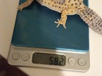 1 yaşında dişi leopar gecko