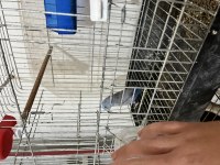 KAÇMAZ FIRSAT ERKEK FORPUS PAPAĞANI