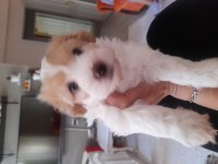 1.5 Aylık terrier yavrular