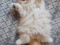 Secereli British Longhair Yavrularımız