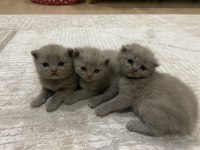 Yavru scottish fold orijinal ırk
