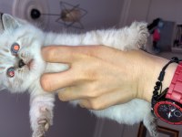 British shorthair yavrular