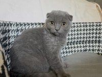 Küçük Scottish Fold Prensesler