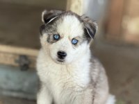 Yakışıklı ve güzel husky köpekler