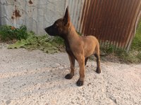 2 Aylık Dişi Belçika Kurdu Sağlıklı Veteriner Kontrolünde