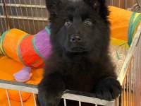 Solid Black Alman Çoban Köpeği Yavruları
