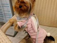 Yorkshire terrier erkek köpeğimiz