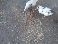 1 yaşında 2 dişi ve 1 erkek ördek