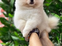 Pomeranian Boo 2 Aylık Köpekler