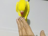 Sarı yavru maskot bir pakistan papağanı
