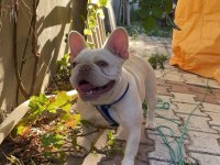 French bulldog lilac tan platinyum dişi mavi göz