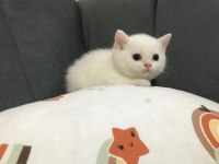 Scottish fold ve british kardeşler