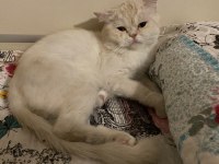 British Longhair 1,5 Yaşında