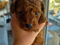 MUHTEŞEM POODLE MİNİKLER