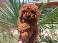 YASAL ÜRETİCİDEN SAFKAN TOY POODLE YAVRULARI