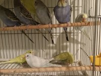 Yavru renk renk muhabbet kuşlar