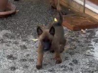 Belçika malinois yavrularımız