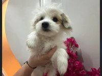 Morkie yavrum 2bucuk aylık