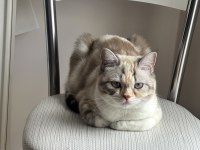 British exotic shorthair
