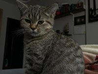 British Shorthair Erkek yavru
